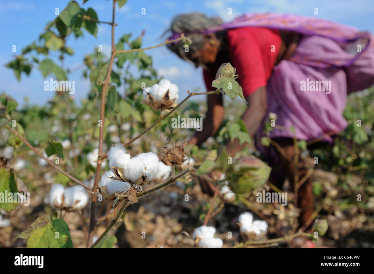 India Maharashtra Cotton Farming In Vidarbha Region Most Of The