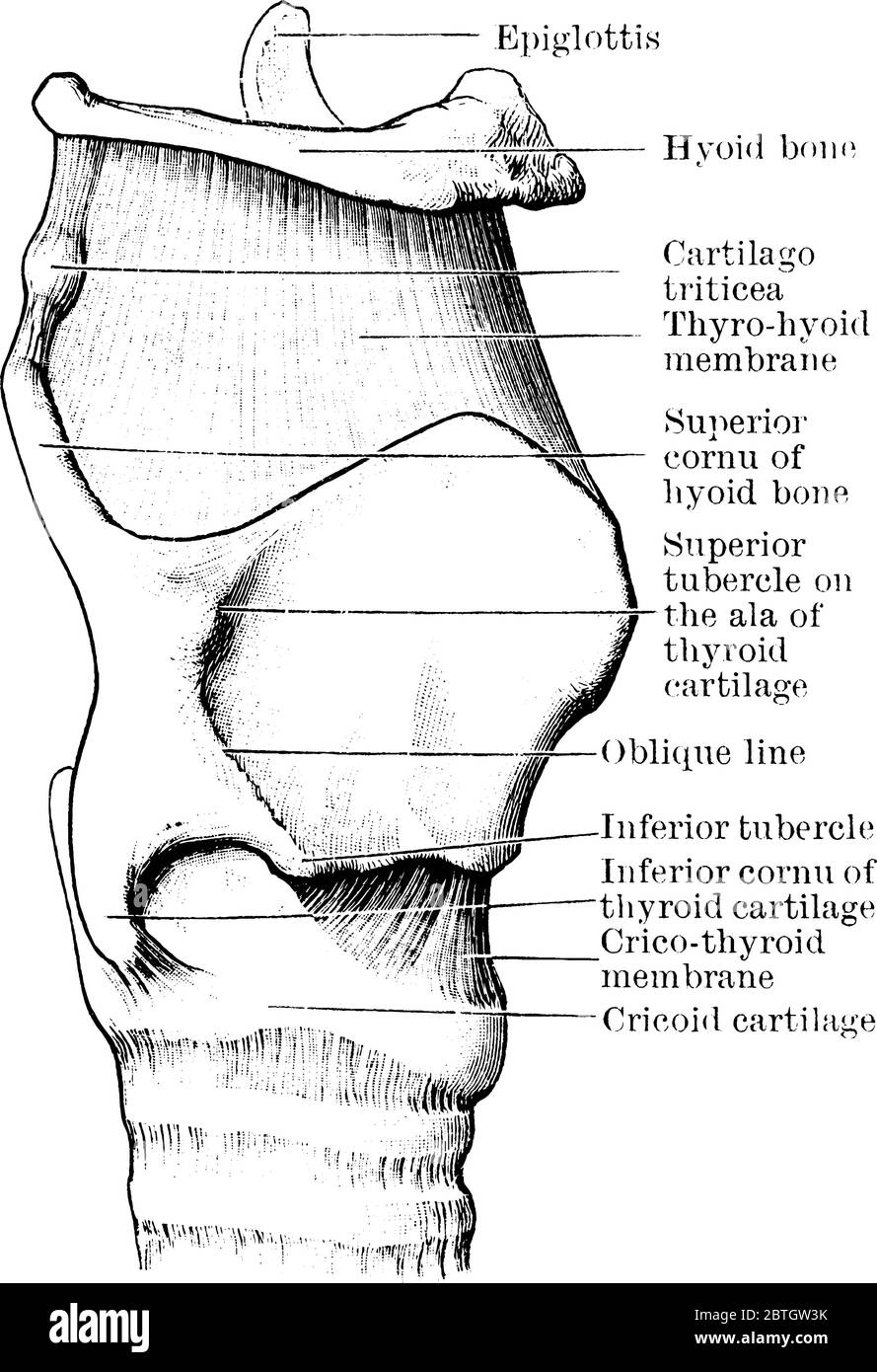 The Profile View Of The Cartilages And Ligaments Of The Larynx With Its Parts Labeled Vintage