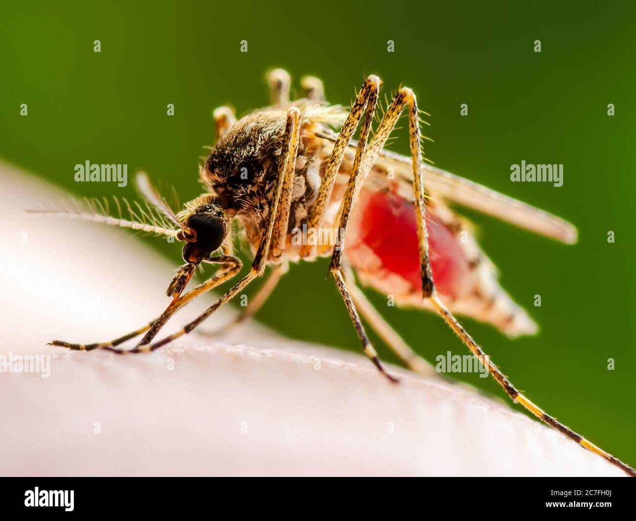 Dangerous Zika Infected Mosquito Bite on Green Background