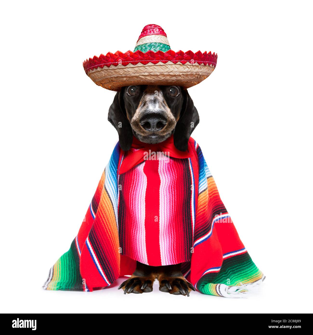 fun mariachi mexican dachshund sausage dog wearing a sombrero hat and ...