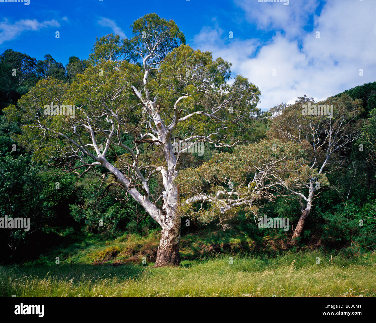 River Red Gum tree at Brownhill Creek Adelaide South Australia Stock Photo Alamy