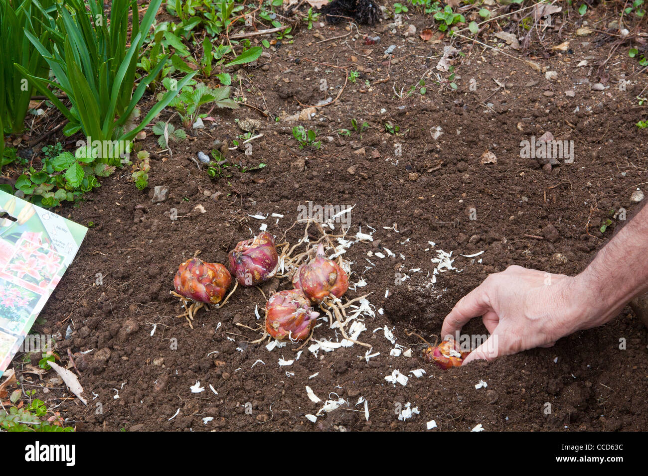 planting-lily-bulbs-step-7-set-the-bulb-in-the-hole-stock-photo-alamy