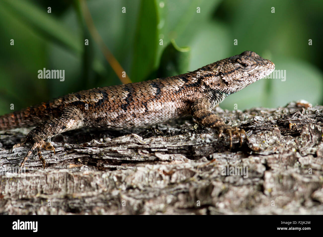 Eastern Fence Lizard Brevard, North Carolina USA Stock Photo Alamy