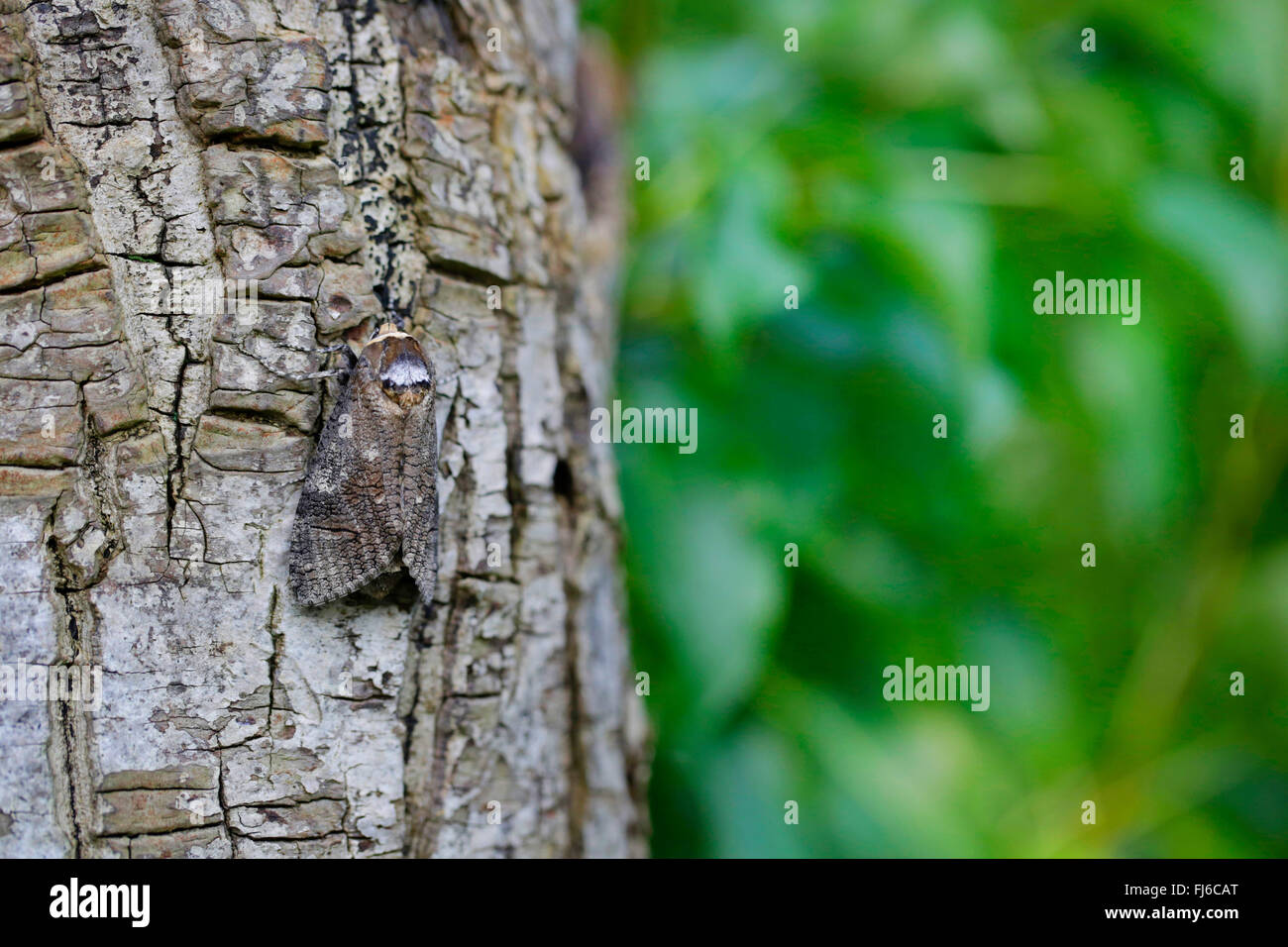 Goat Moth (Cossus cossus), female resting on bork, Germany, Bavaria ...