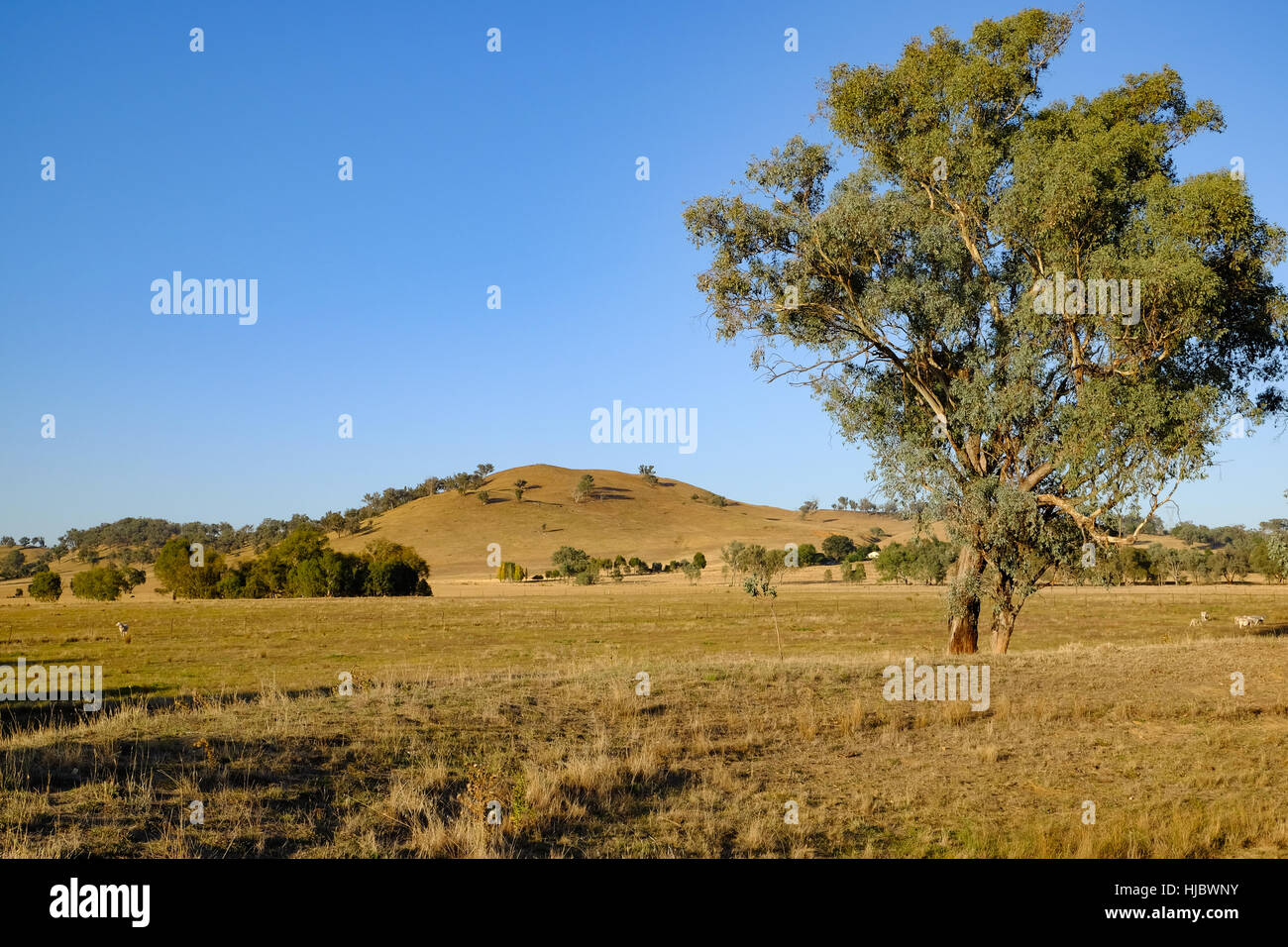 Large gum tree (eucalypt) in a field with rolling hill in the Stock
