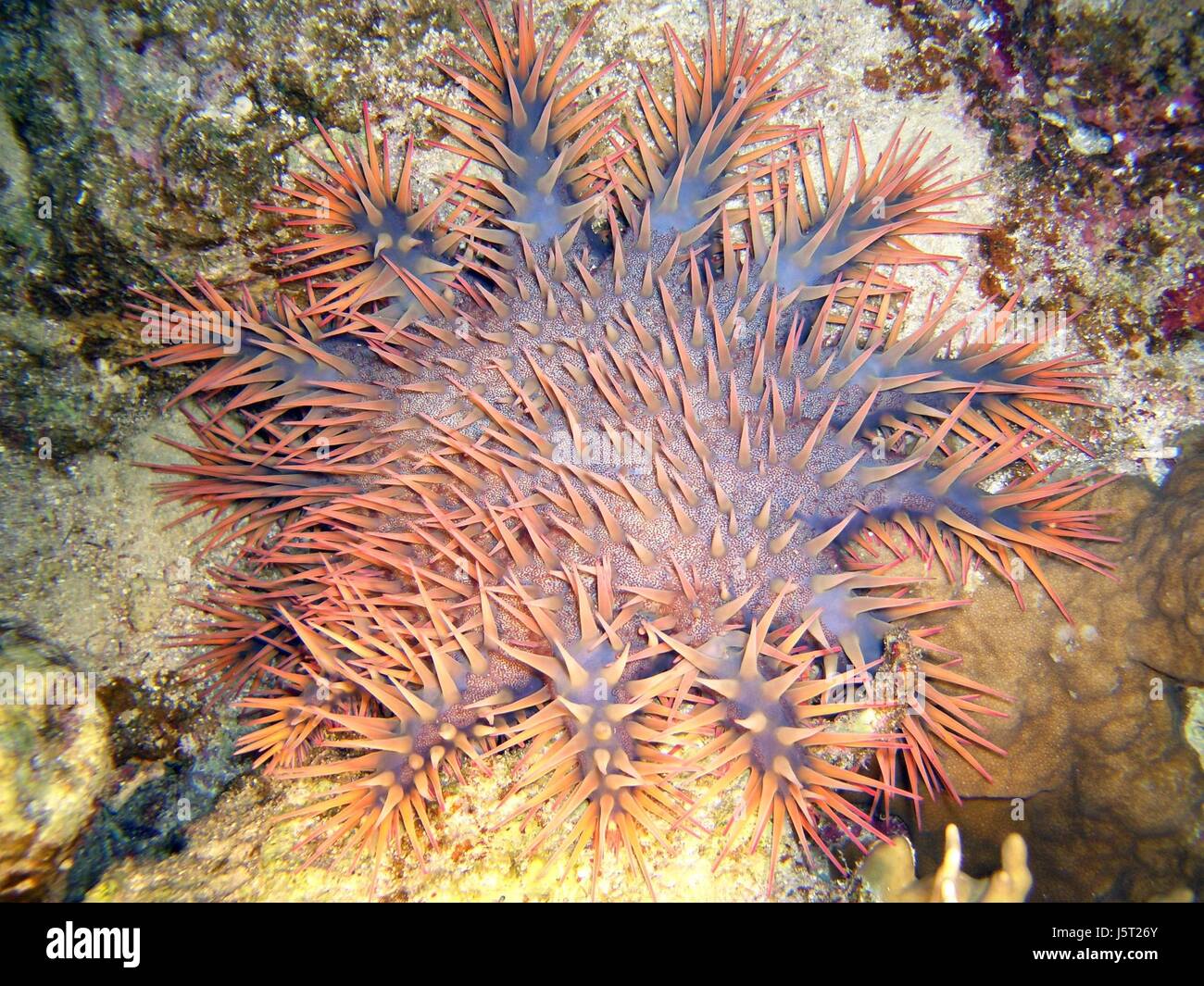 dive poor man starfish starfishes salt water sea ocean water toxic