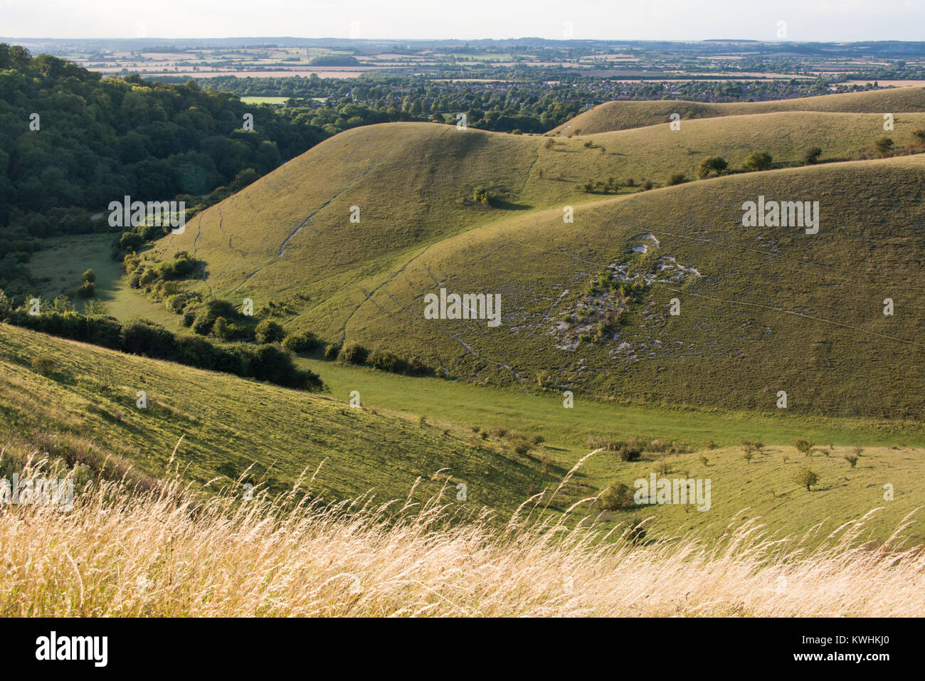 Barton Hills National Nature Reserve in Barton-le-Clay, Bedfordshire ...