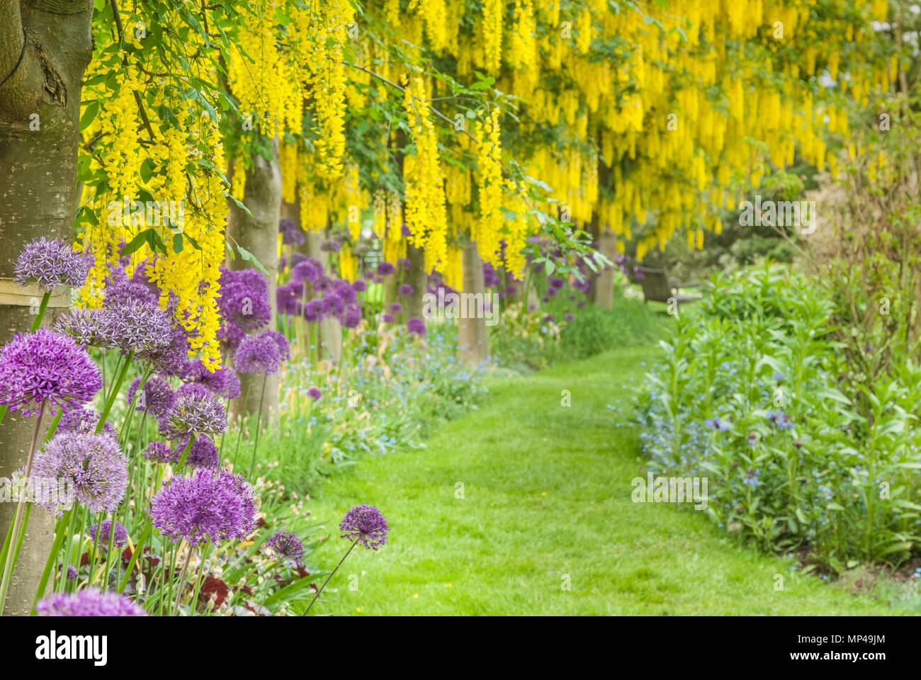 Yellow flowering Laburnum trees and purple allium blooms, Laburnum Walk