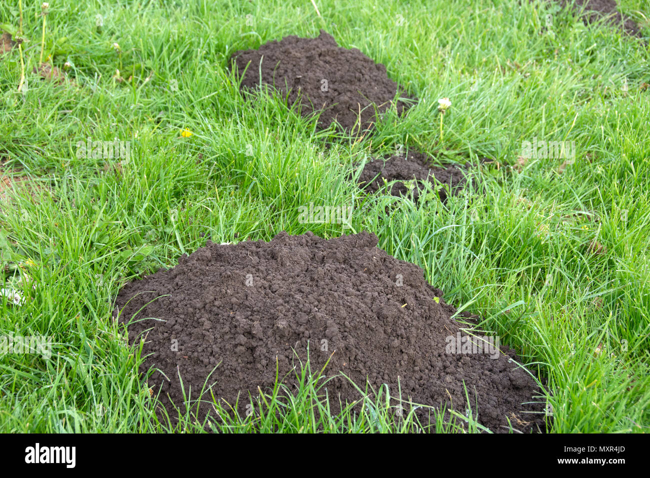Mole Hills in grass A molehill (or mole-hill, mole mound) is a conical