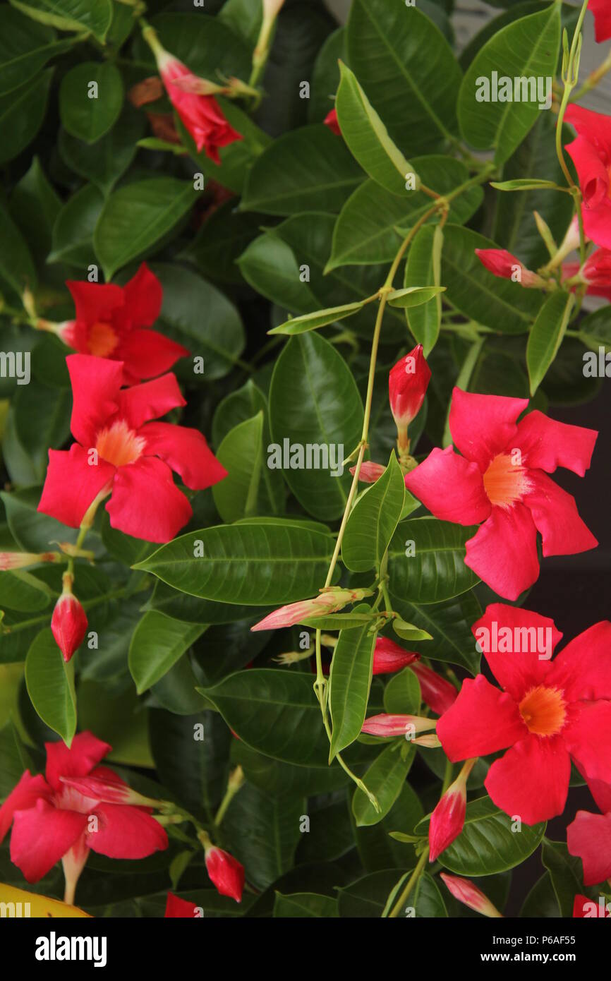Close up of red Mandevilla flowers Stock Photo Alamy