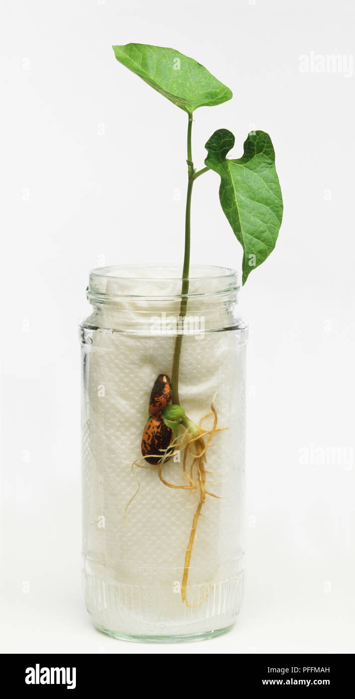 Glass jar containing paper towel and sprouted runner bean ...