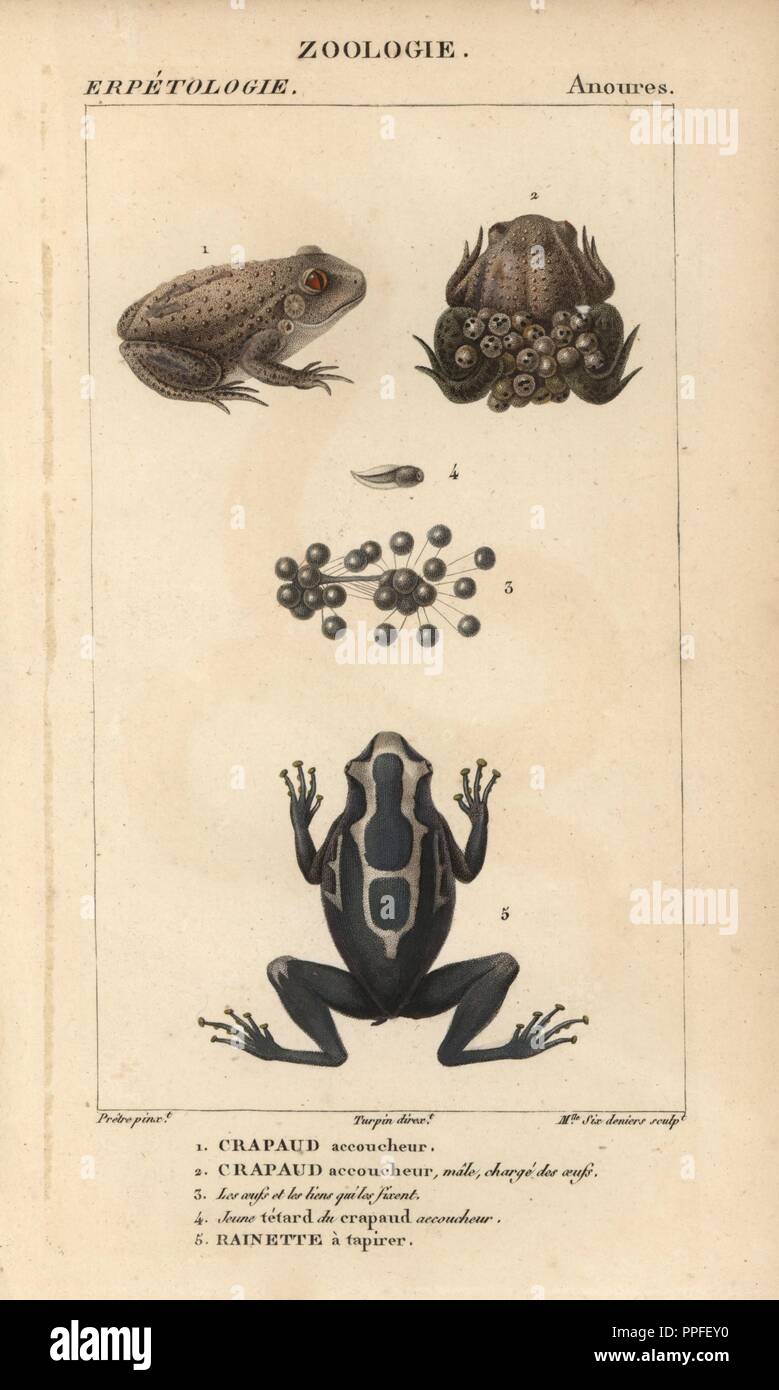 Midwife toad, crapaud accoucheur, Alytes obstetricans, the male