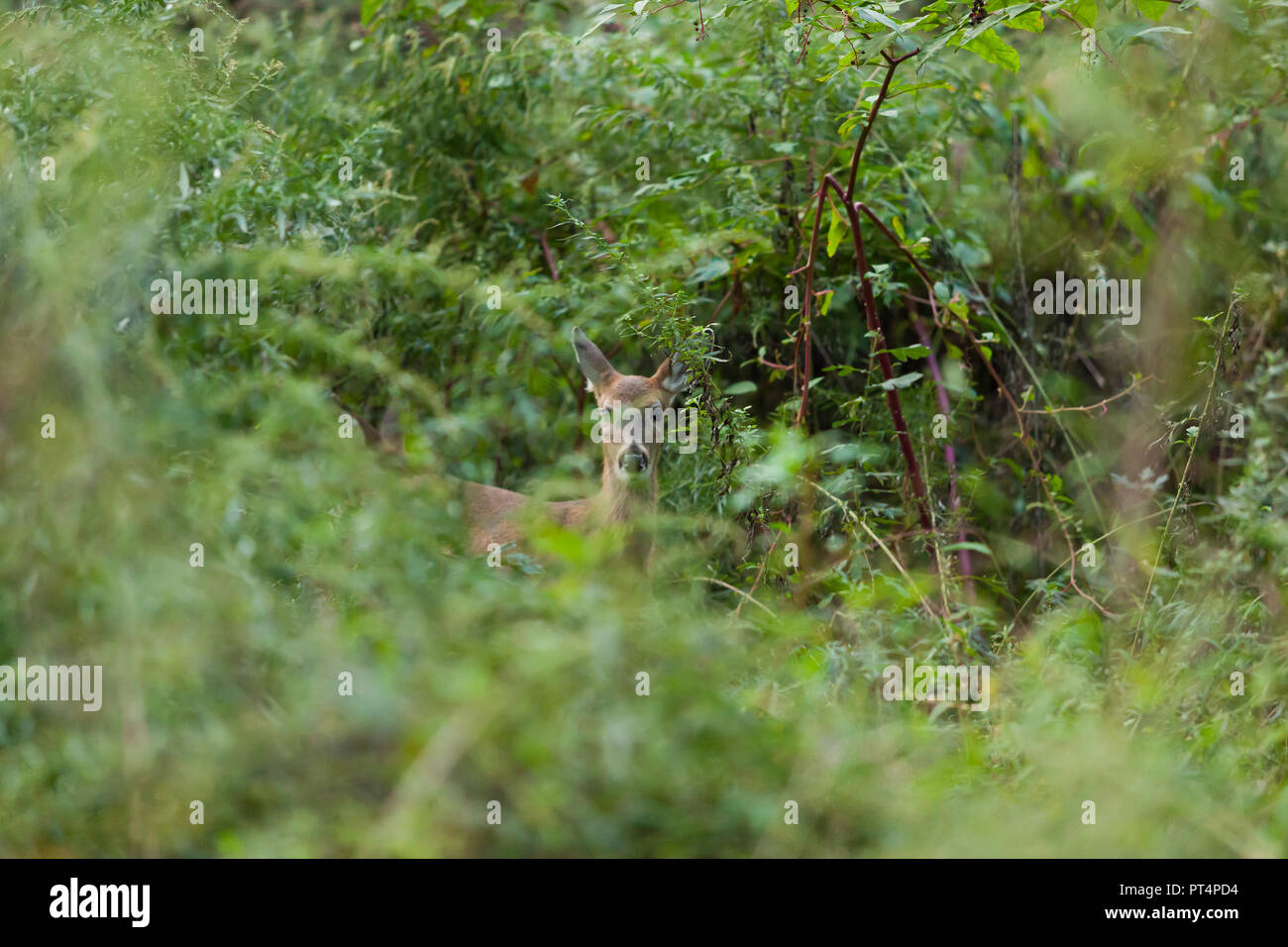 A young white-tail deer, stands hidden in the brush on an autumn ...