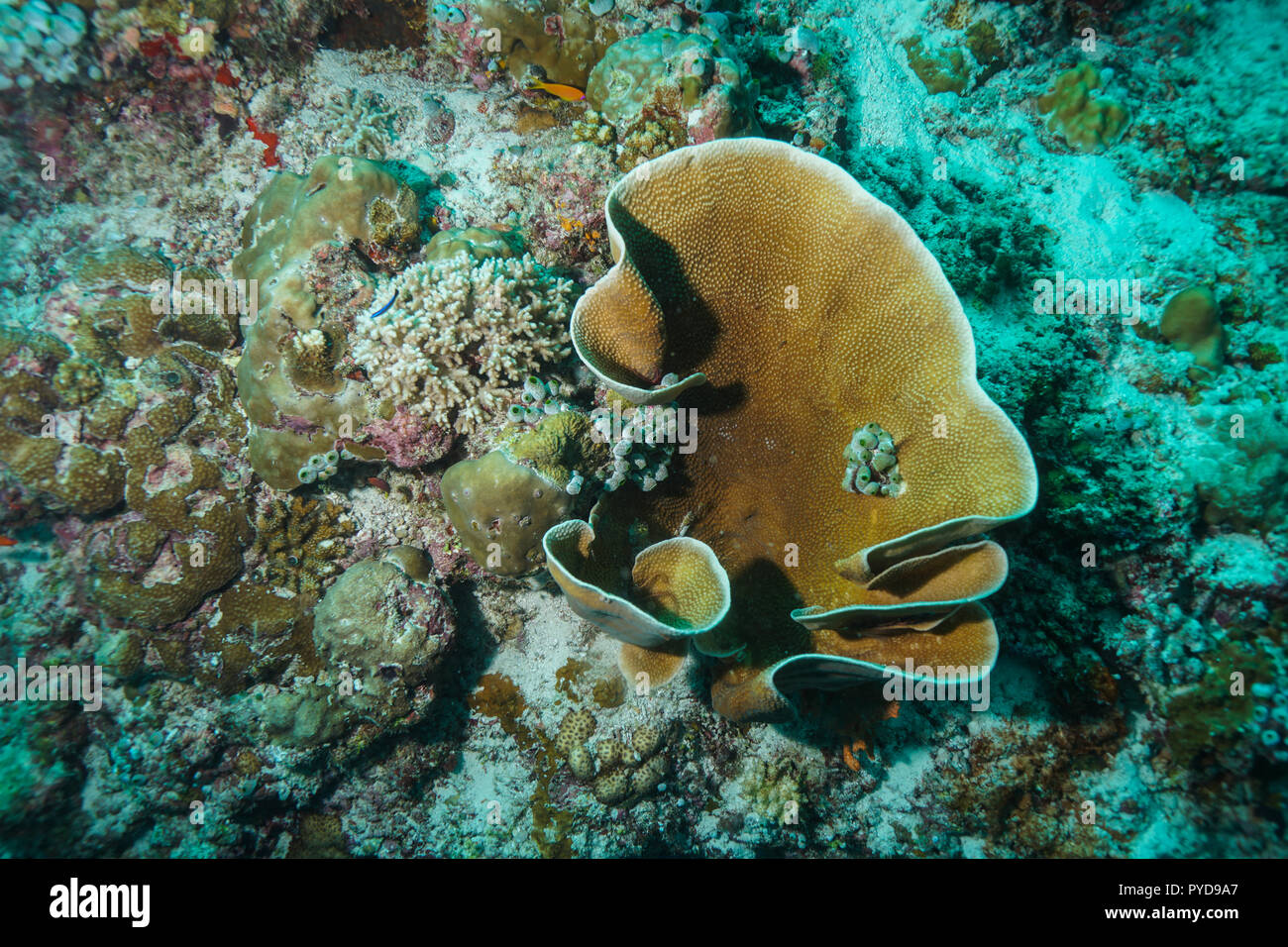 Turbinaria Mesenterina Coral Maldives Stock Photo - Alamy