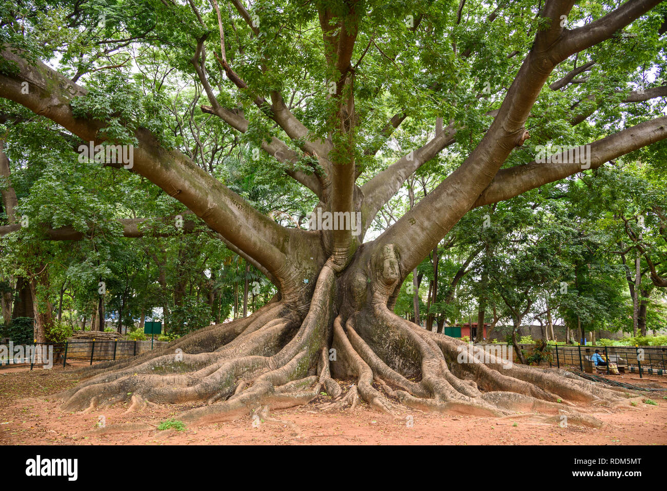 White silk cotton tree, Ceiba pentandra, Lalbagh Botanical Gardens