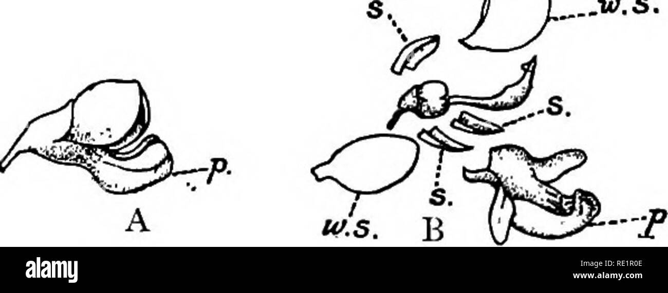 . A manual of Indian botany. Botany. 186 CLASSIFICATION. A, Whole
