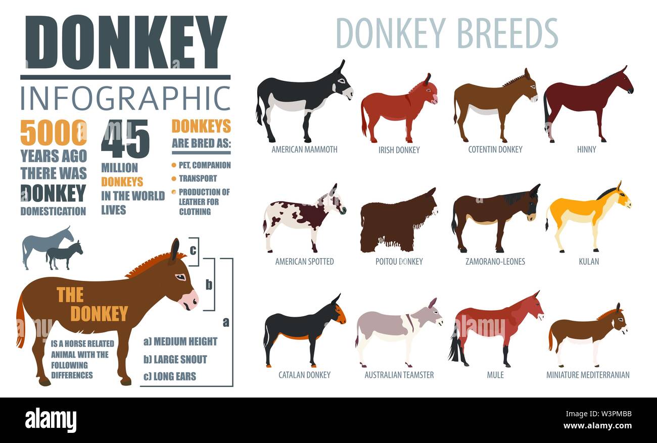 donkey; farming; infographic; illustration; graphic; template; info