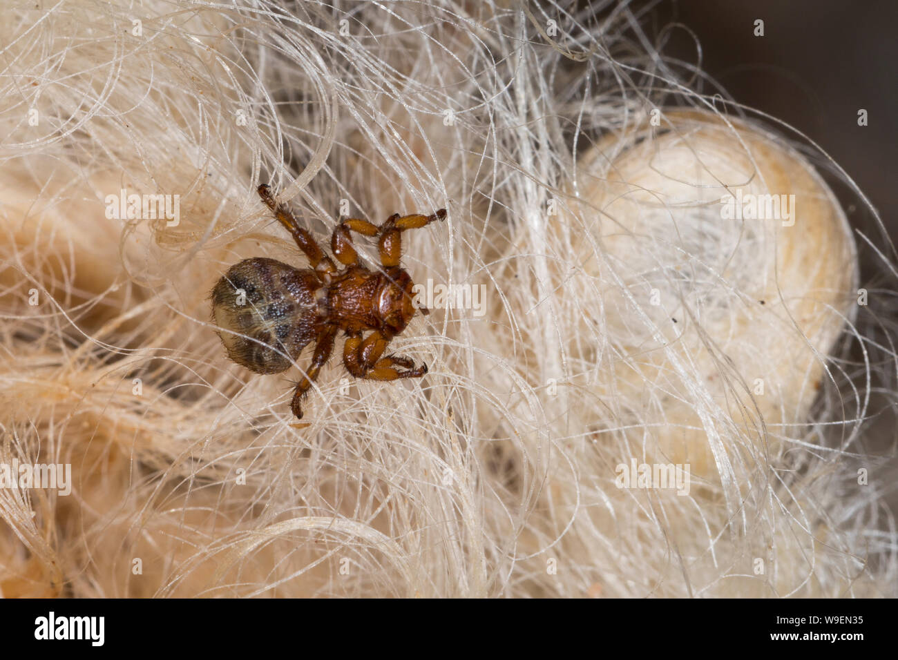 Schaflausfliege, SchafLausfliege, Schaflaus, Lausfliege, Melophagus